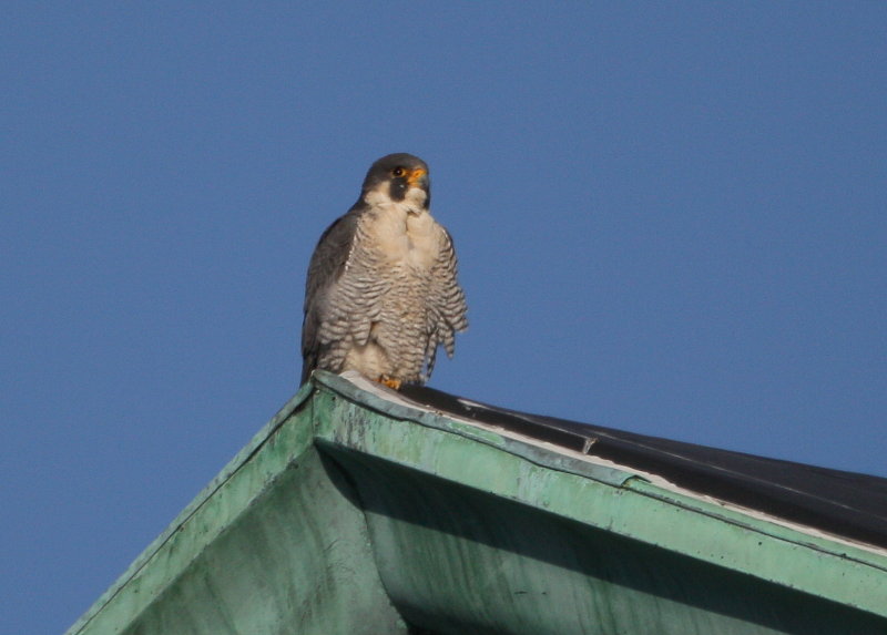 Peregrine: perched on apex of roof
