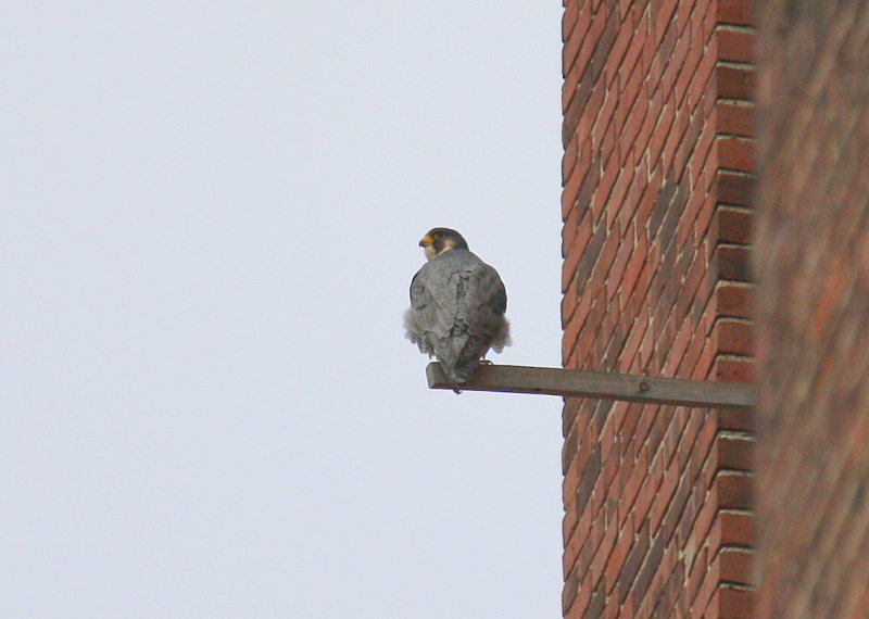 Peregrine: perched at nest box