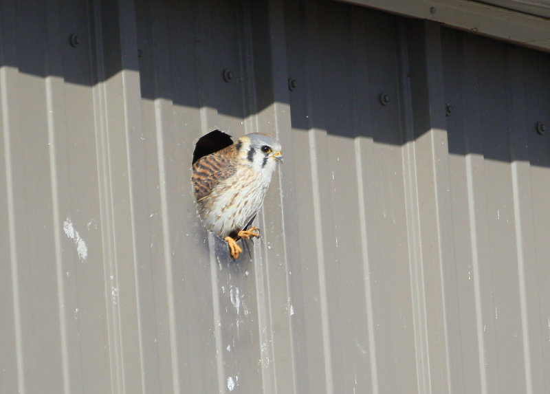 American Kestrel, female