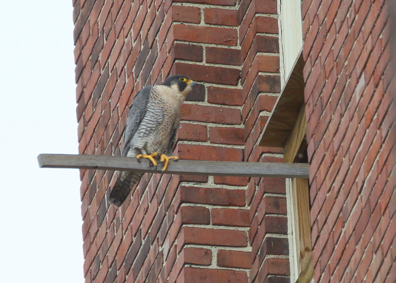 Peregrine: on the perch