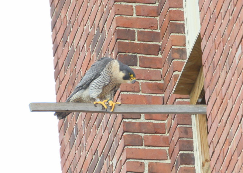 Peregrine: looking in at male incubating eggs