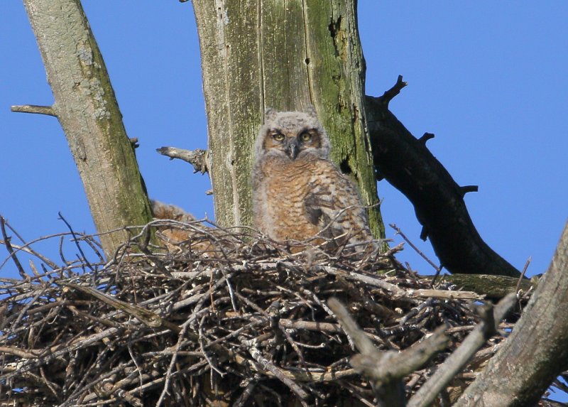 Great Horned Owlet