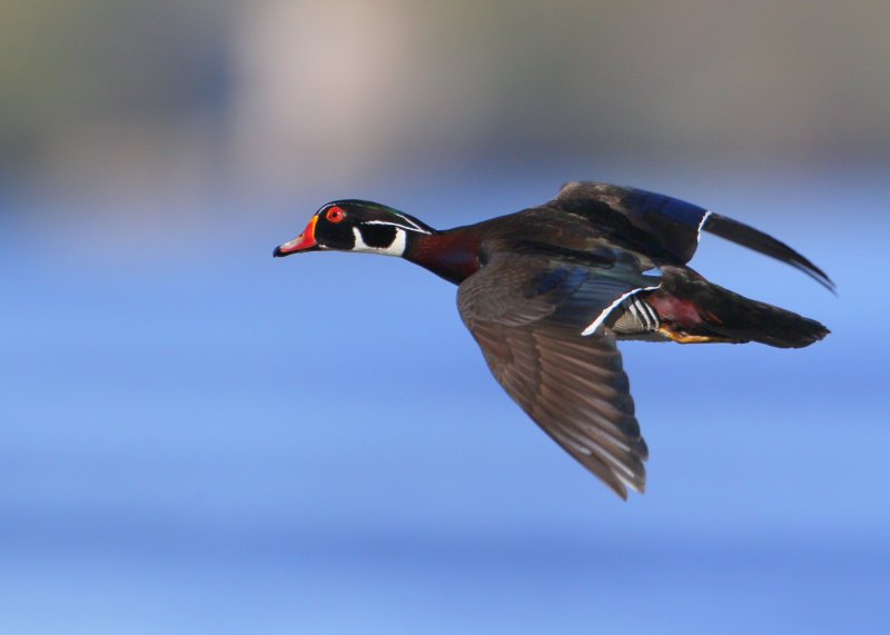 Wood Duck, male