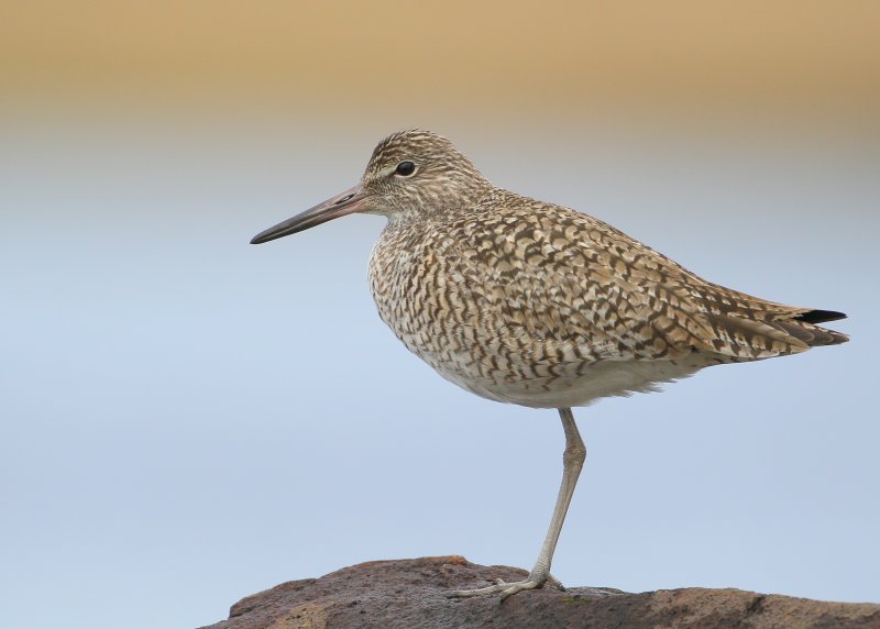 Willet