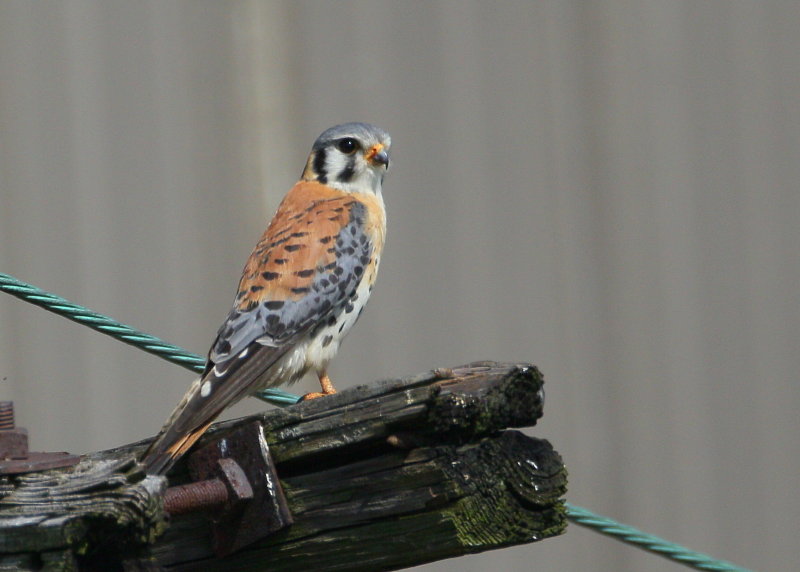 American Kestrel, male
