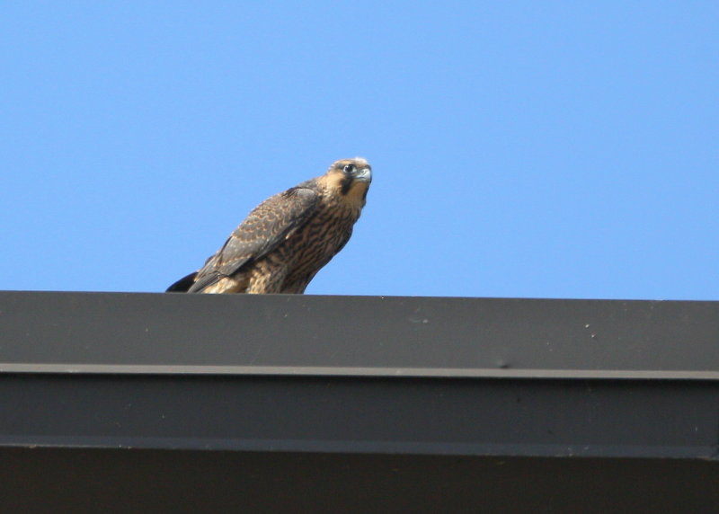 Peregrine chicks: more butterfly flight playtime and hanging