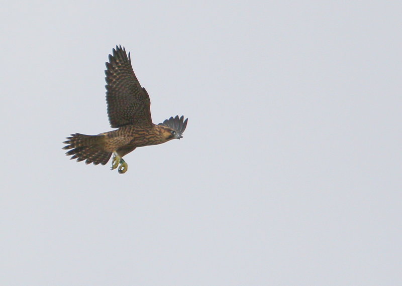 Peregrine fledgling in flight