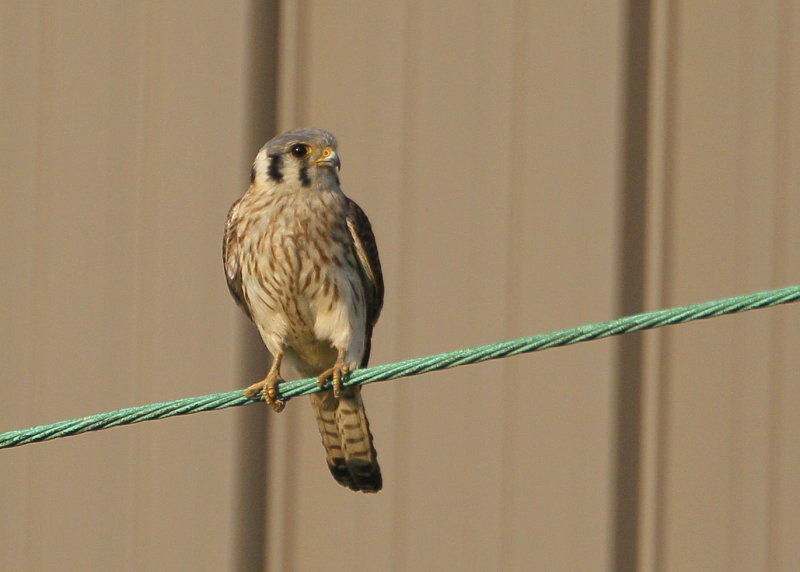 American Kestrel, female on perch