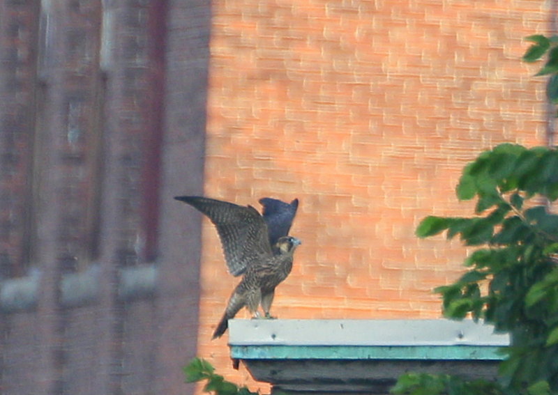 Peregrine, juvenile on rooftop flapping wings