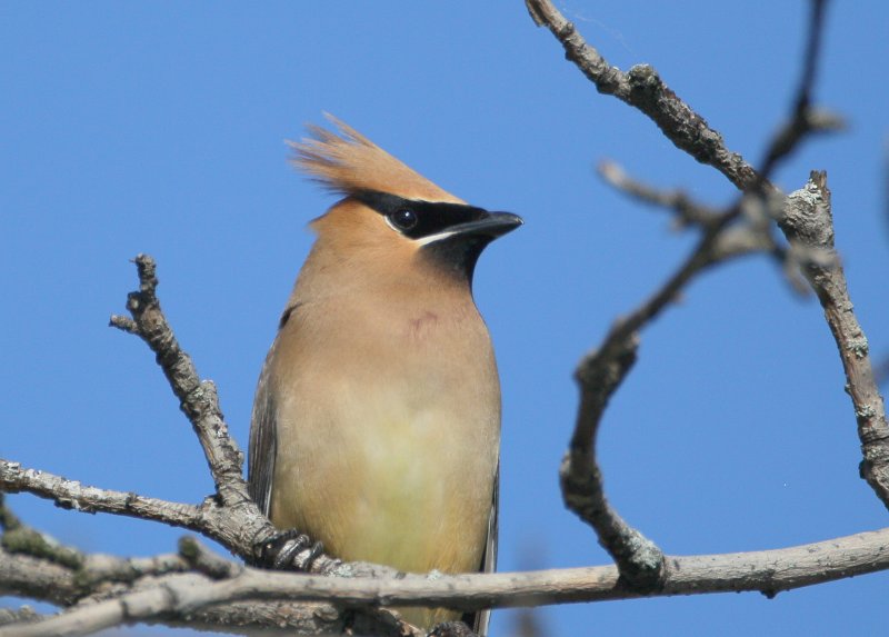 Cedar Waxwing