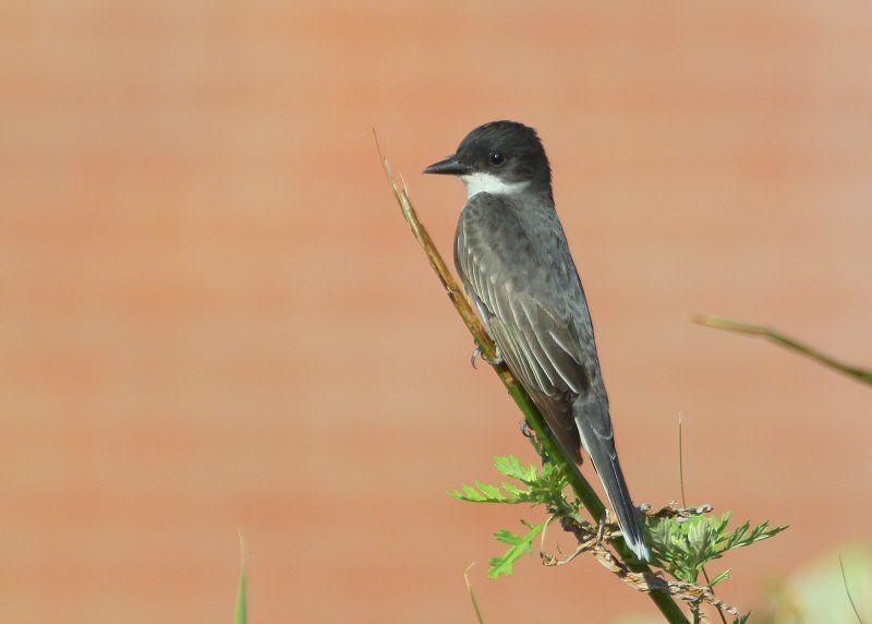 Eastern Kingbird