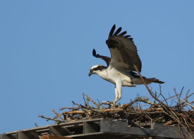 Osprey in nest building mode!