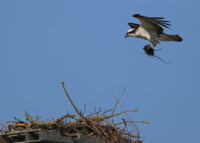 Osprey in nest building mode!