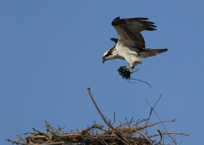 Osprey in nest building mode!