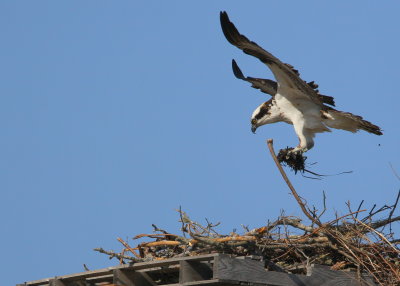 Osprey in nest building mode!