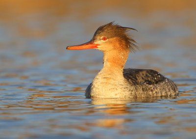 Red-breasted Merganser, female