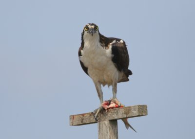 Osprey at lunch