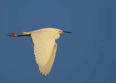 Snowy Egret