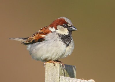 House Sparrow