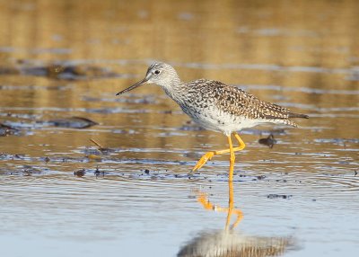 Greater Yellowlegs