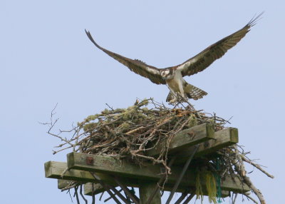 MV Osprey