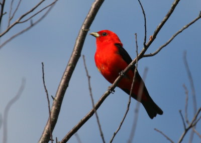 Scarlet Tanager