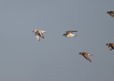 Plovers in flight
