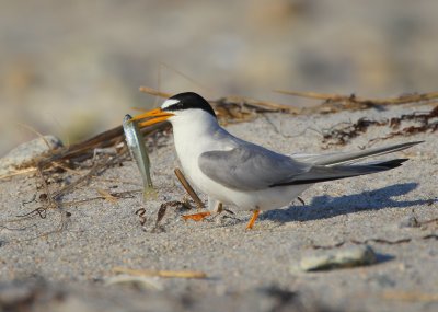 Least Tern with catch