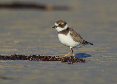 Semipalmated Plover, juvenile