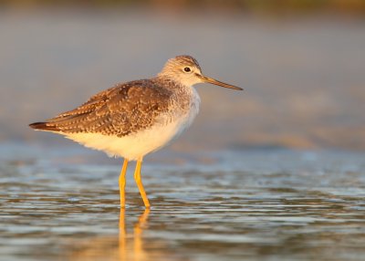 Greater Yellowlegs