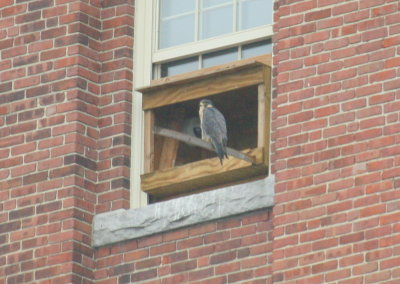 Peregrine facing north/looking west on perch at nest box