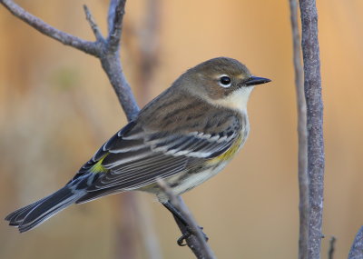 Yellow-rumped Warbler