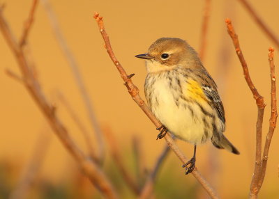 Yellow-rumped Warbler