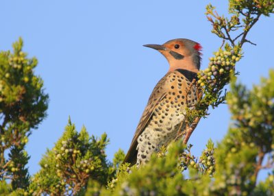 Northern Flicker