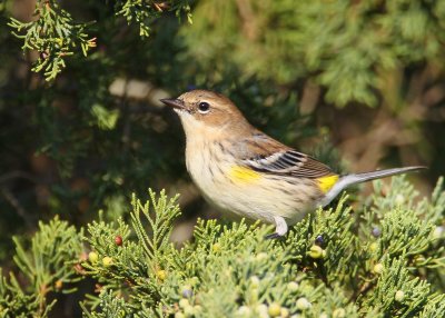 Yellow-rumped Warbler