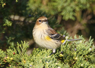 Yellow-rumped Warbler