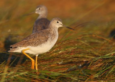 Greater Yellowlegs