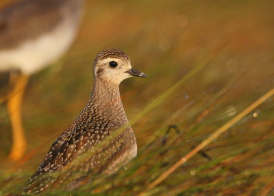 Black-bellied Plover