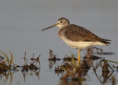 Greater Yellowlegs