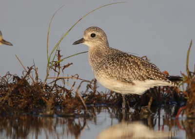 Black-bellied Plover