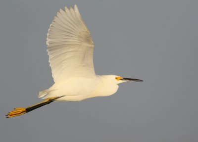 Snowy Egret