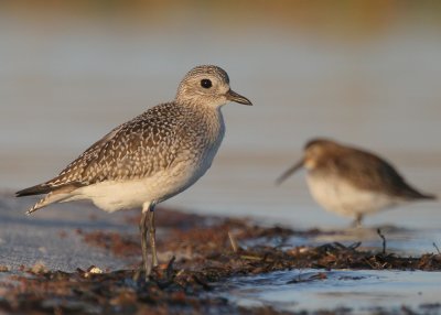 Black-bellied Plover