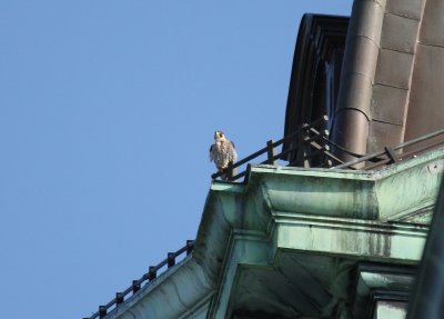 Peregrine: perched on low corner railing above roof top gutter SW corner