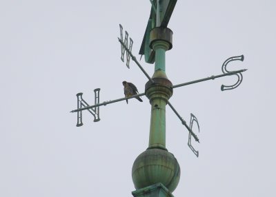 Peregrine: facing to the west on north strut of compass weathervane