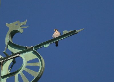 Peregrine: facing west on south pointing forespar of Viking boat weathervane