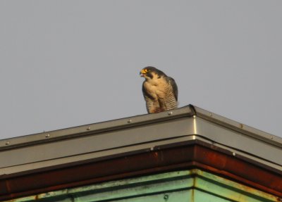 Peregrine: on rooftop with captured prey in talon