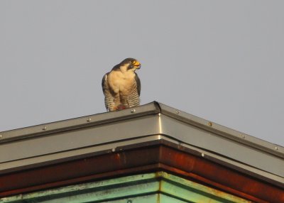 Peregrine: on rooftop with captured prey in talon