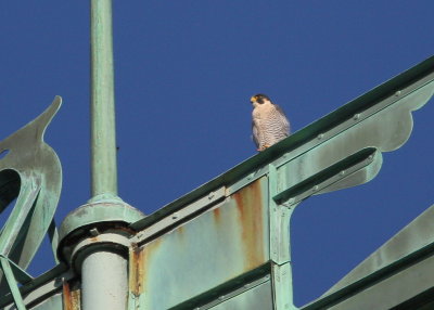 Peregrine: facing west/looking west on upper south pointing backspar of Viking boat