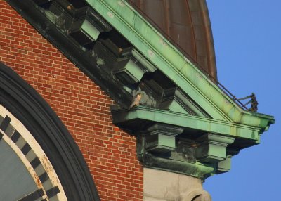 Peregrines: east face of clock face; pair on ledges at angle above 10 & 2 on clock face