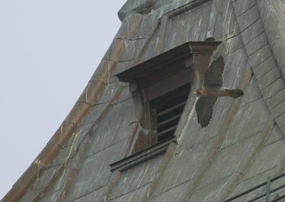 Peregrine in flight mode